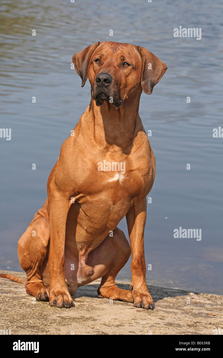 Rhodesian ridgeback store water