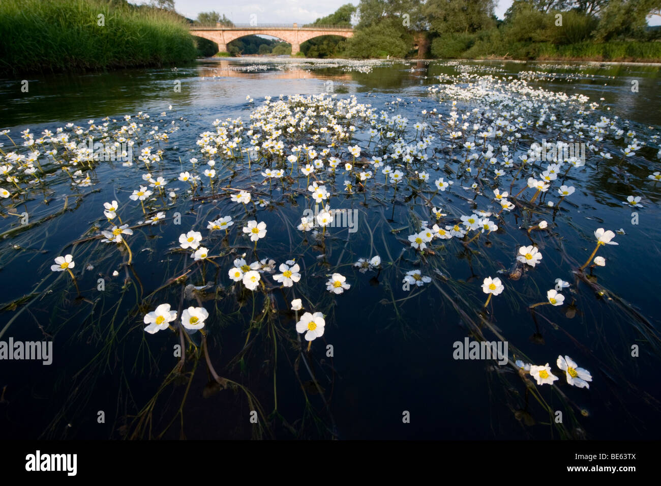 River Water Crowfoot (Ranunculus fluitans), Eder near Wolfershausen, Schwalm-Eder-Kreis, Germany, Europe Stock Photo