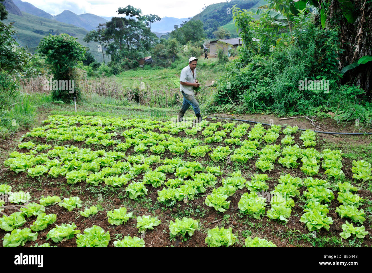 Field with lettuce, organic farming, Rio de Janeiro, Brazil, South America Stock Photo