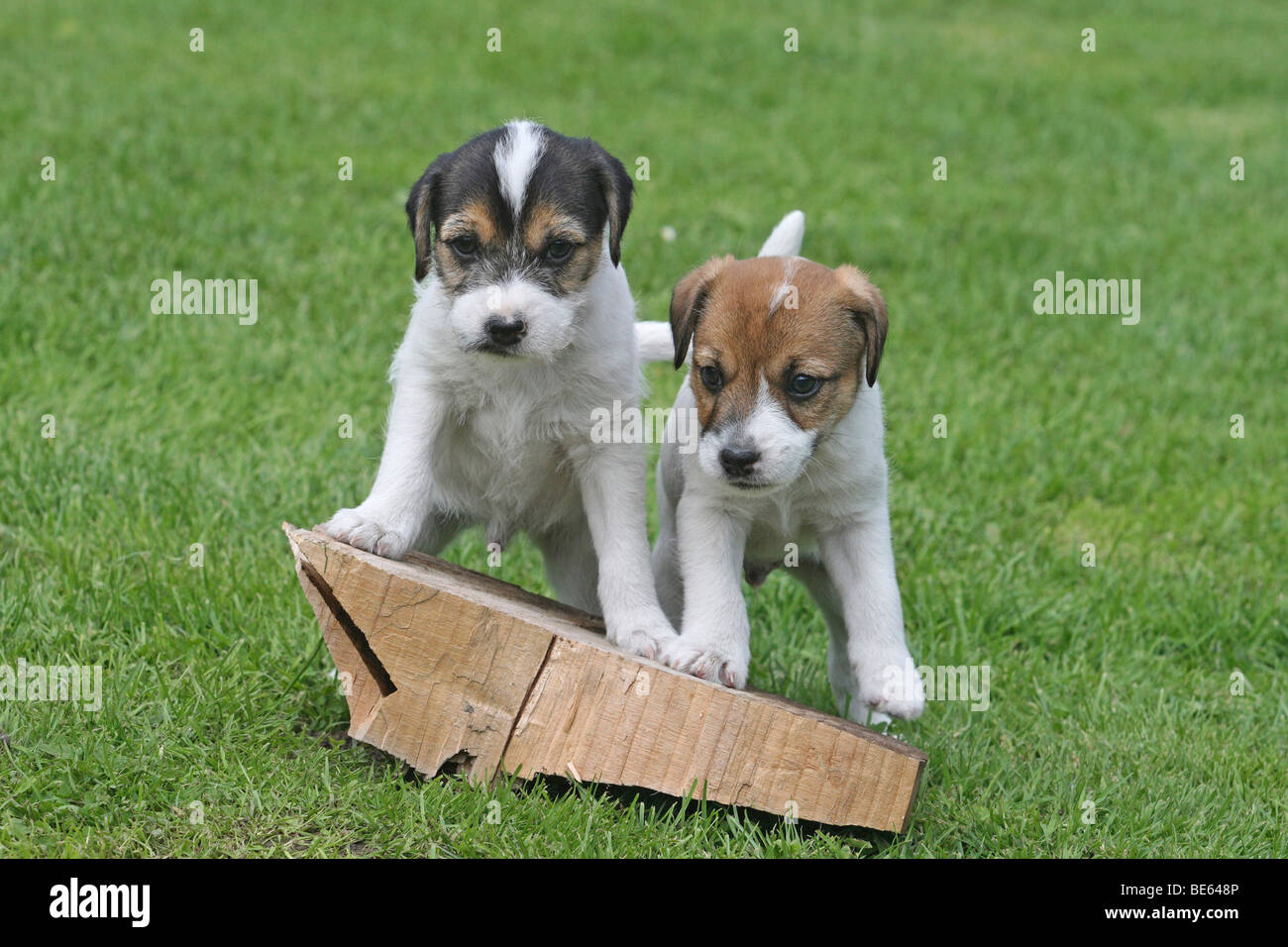 Can You Sell Puppies At 6 Weeks