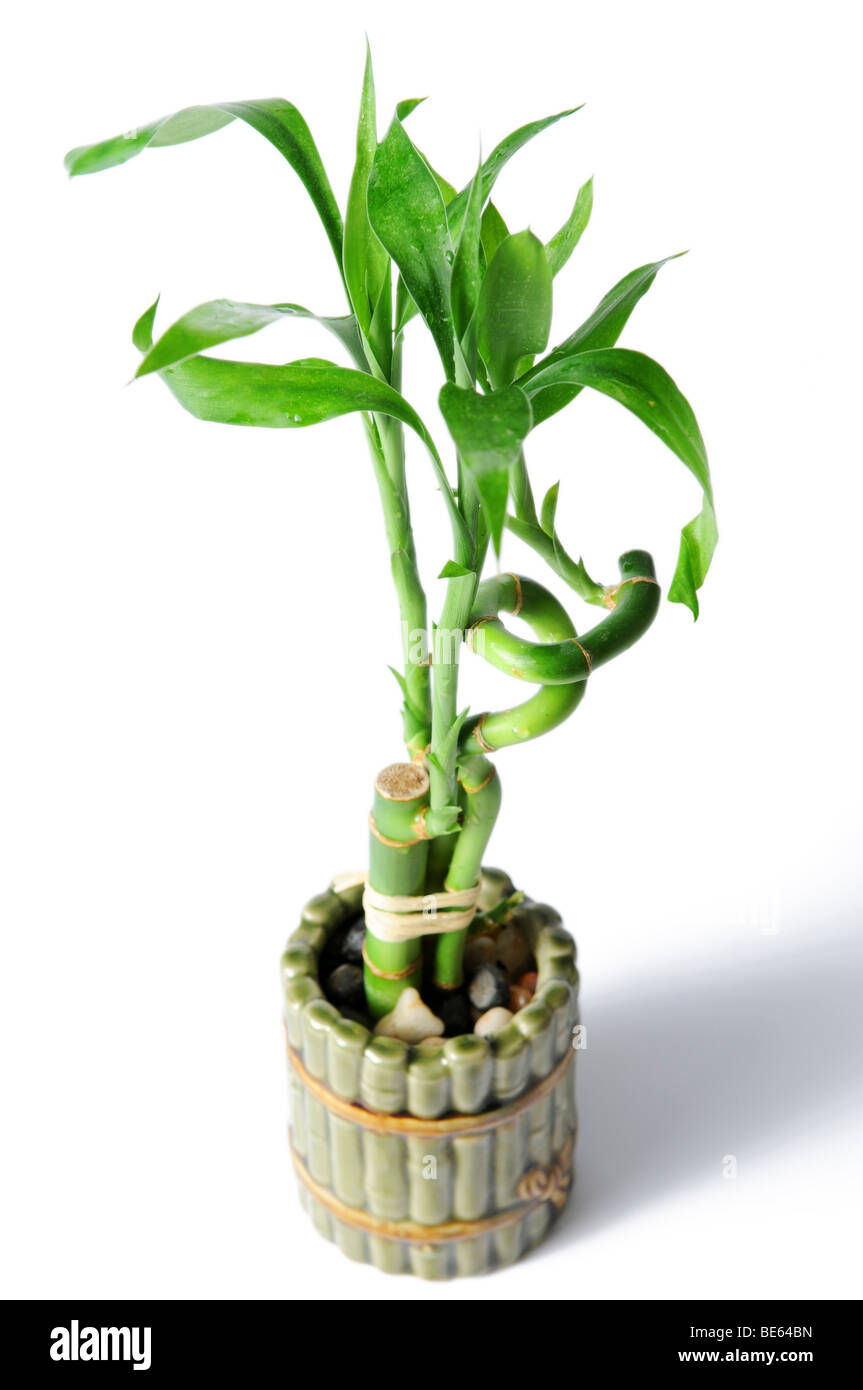 Bamboo plant hires stock photography and images Alamy