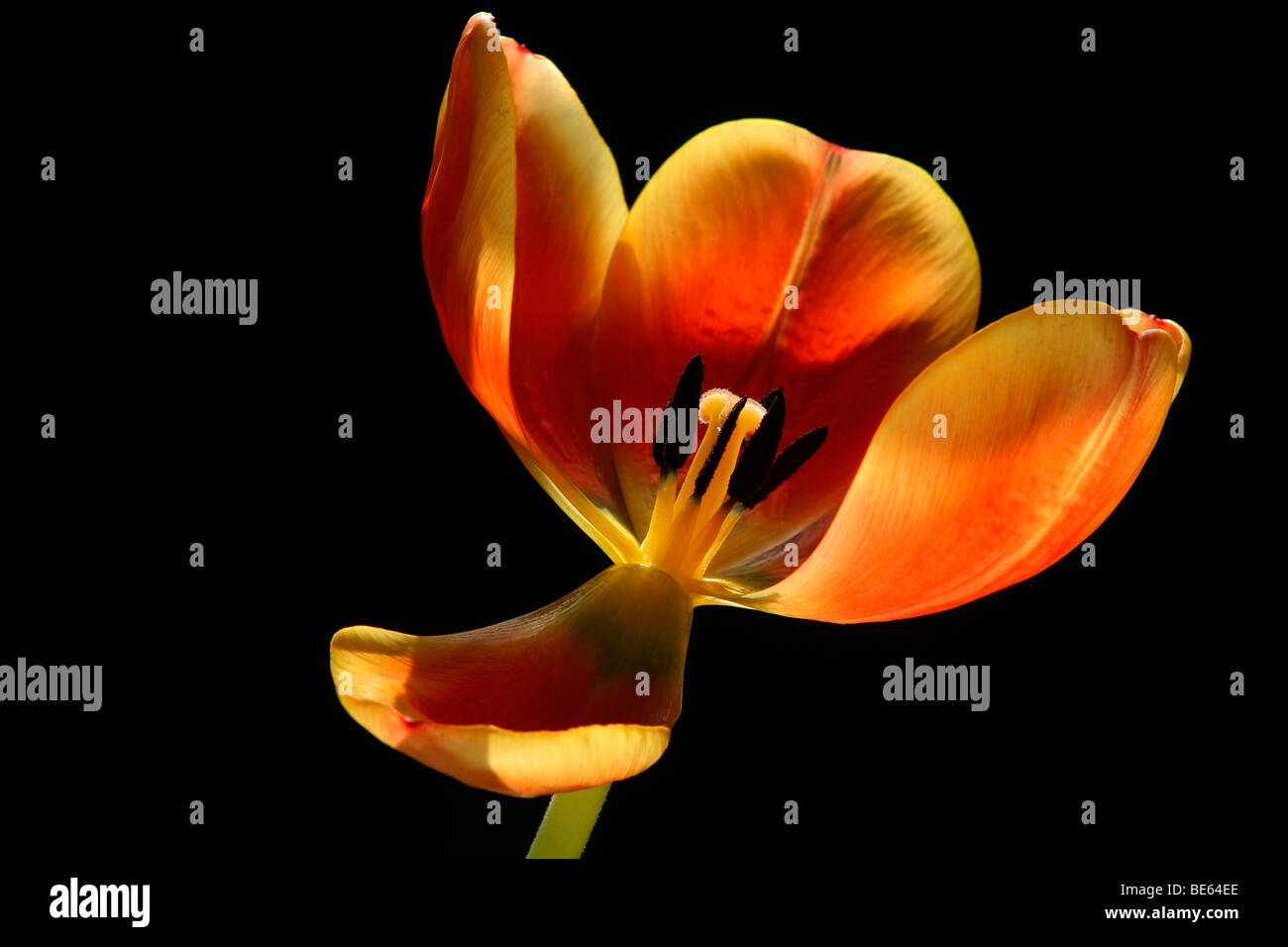 Tulip flower (Tulipa Stock Photo - Alamy