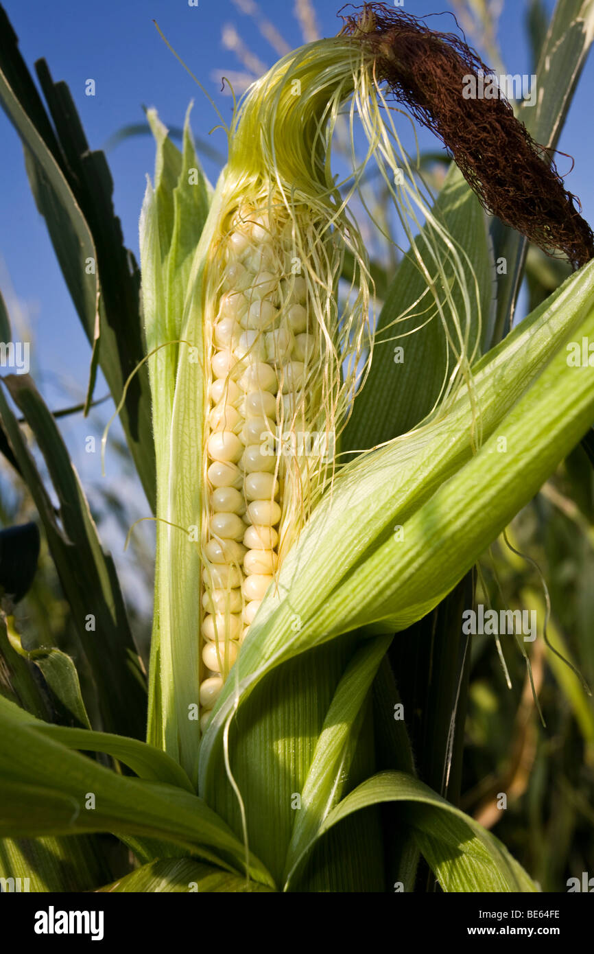 Corn on the cob (Zea mays) Stock Photo