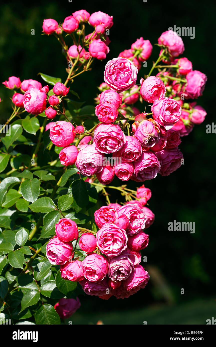 Rose Pomponella (Rosa cultivar Pomponella) Stock Photo