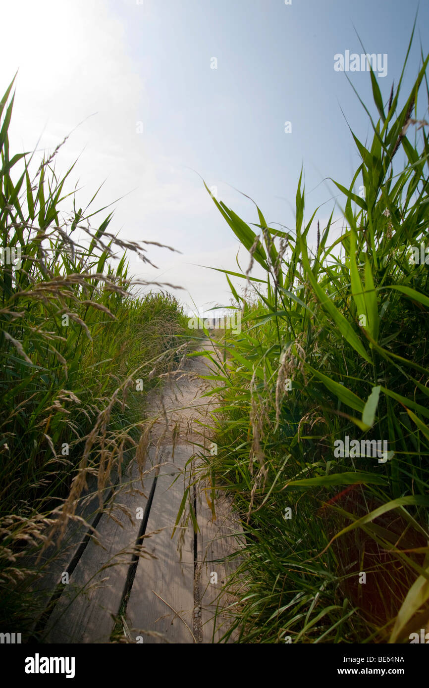 Path leading through reeds on Fehmarn Island, Schleswig-Holstein, Germany, Europe Stock Photo