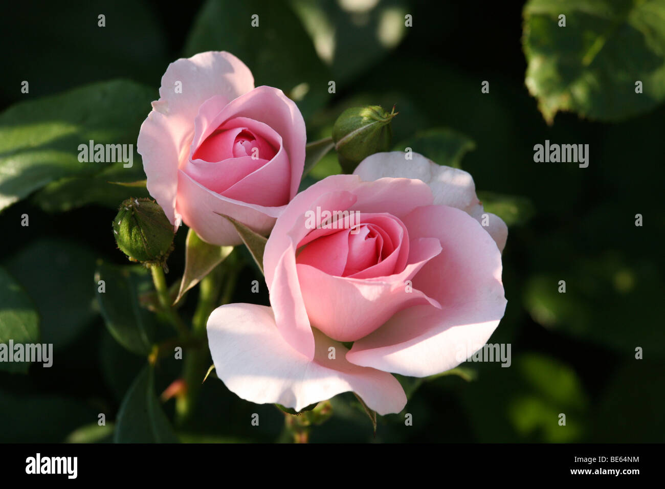 Rose flowers (Rosa) Stock Photo