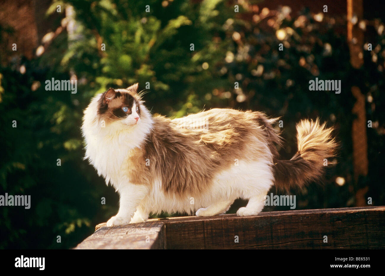 Cat on a rail hi-res stock photography and images - Alamy