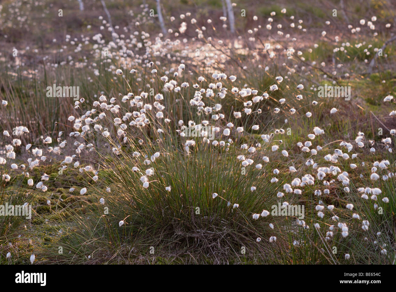 Flowering Hare's-tail Cottongrass, Tussock Cottongrass or Sheathed Cottonsedge (Eriophorum vaginatum) in Rosenheim, Bavaria, Ge Stock Photo