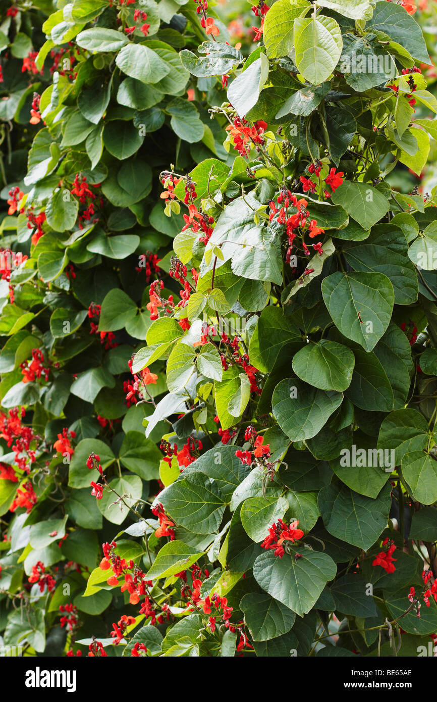 green kidney beans growing in a field Stock Photo Alamy