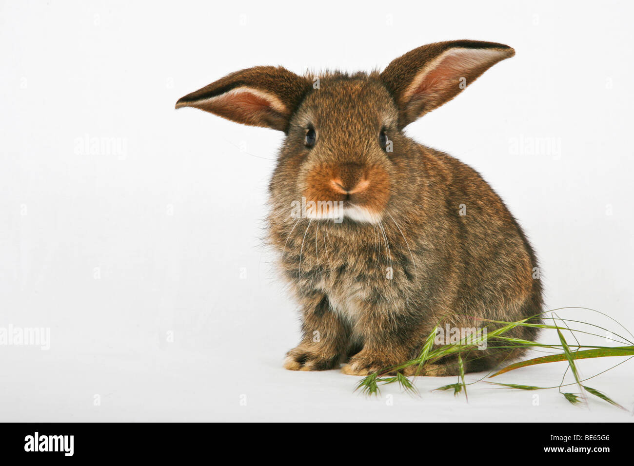 Young pet rabbit Stock Photo