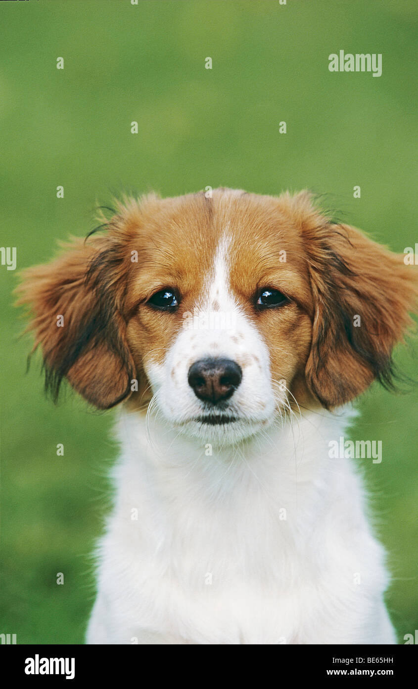Kooikerhondje dog - puppy - portrait Stock Photo