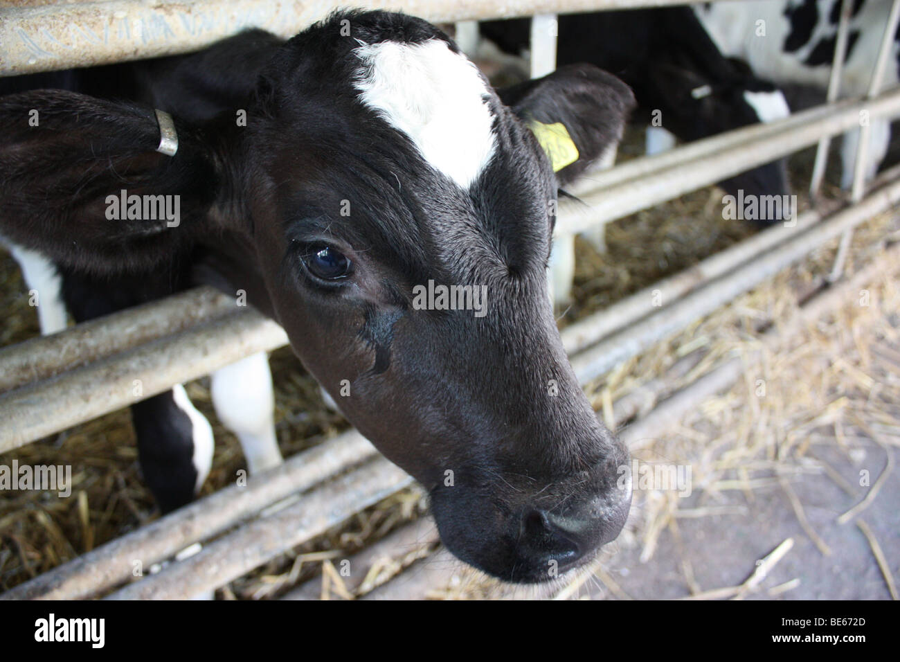 The black cow from stall Stock Photo