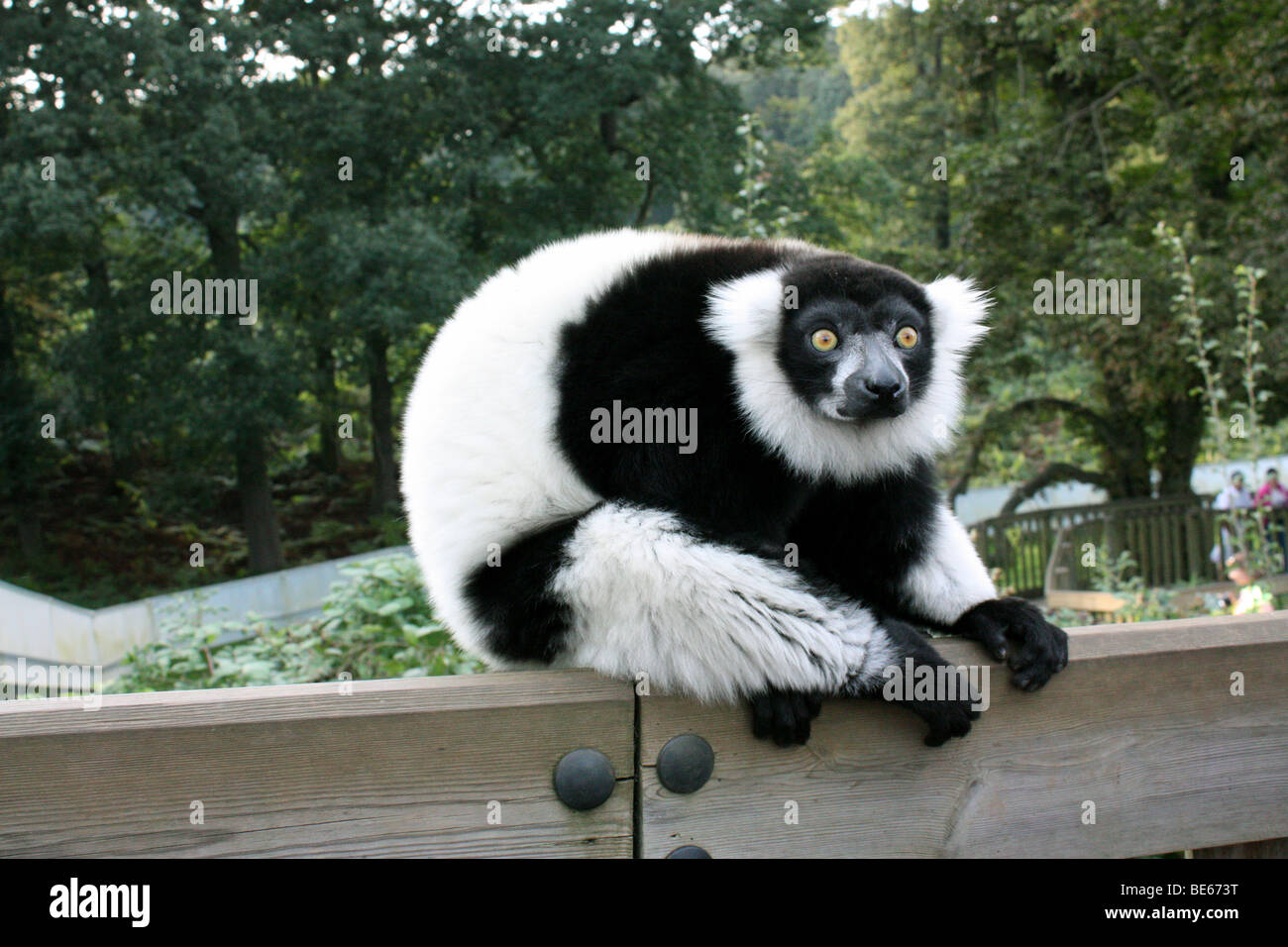 black white lemur Stock Photo