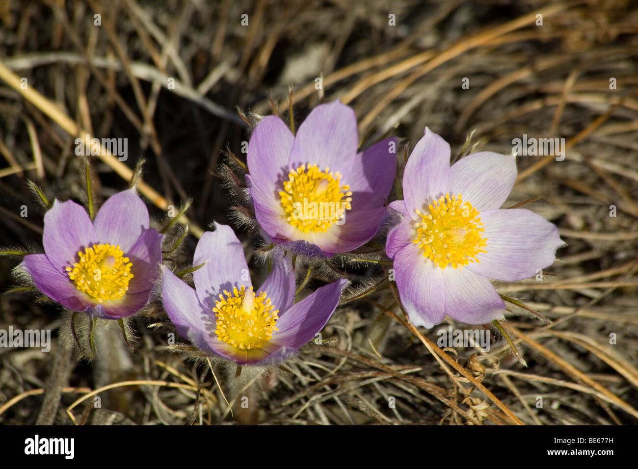 Northern Crocus, Prairie Crocus, Prairie Smoke, or Pasque Flower (Pulsatilla patens), Slims River Valley, Kluane National Park, Stock Photo