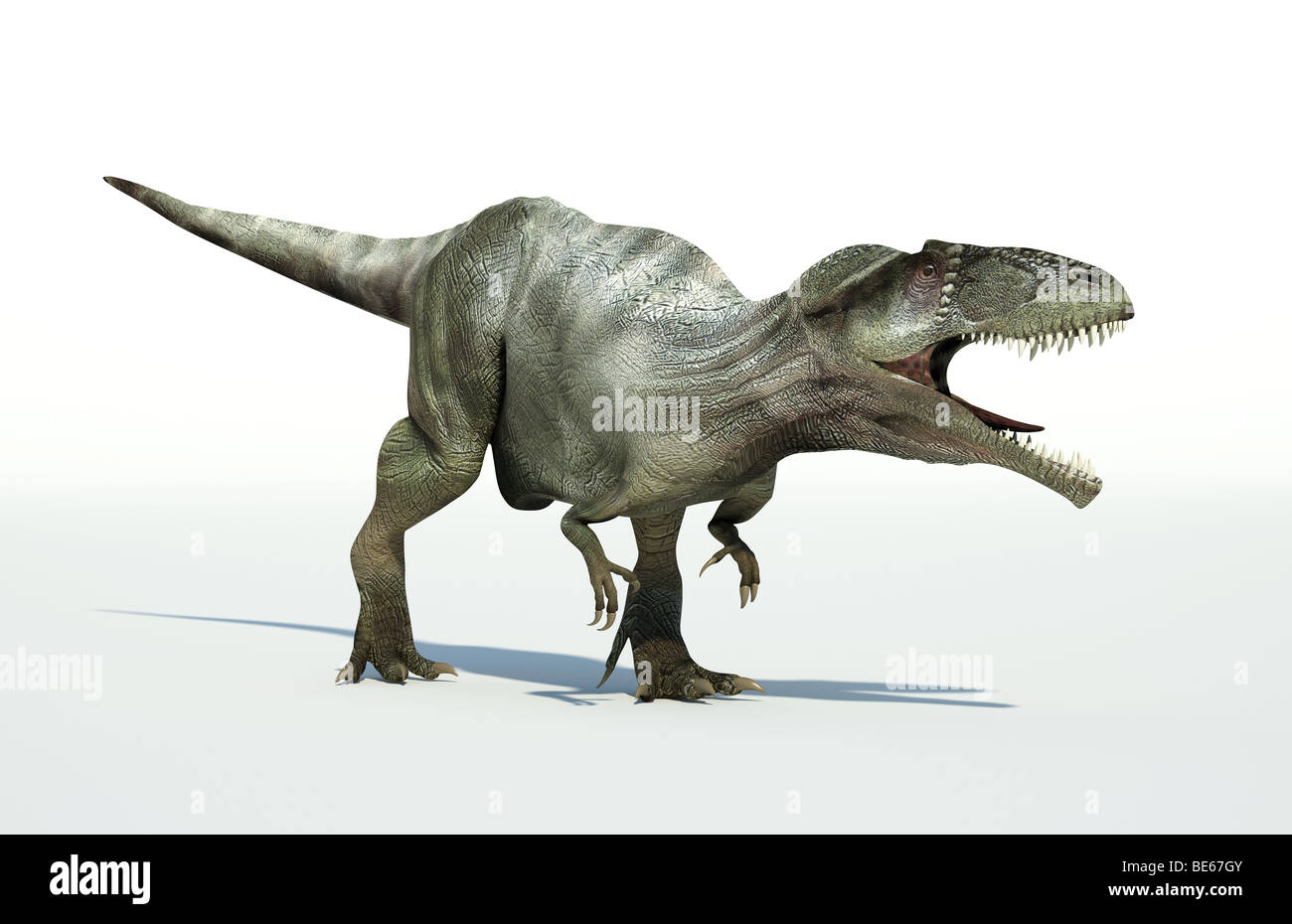Gigantosaurus hi-res stock photography and images - Alamy