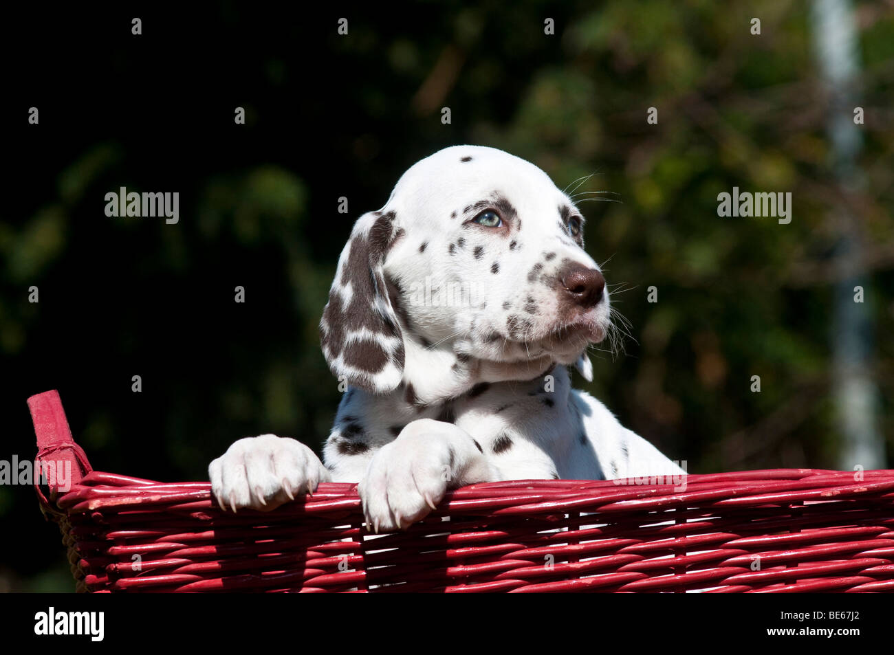 Young Dalmatian sitting in a wicker basket Stock Photo