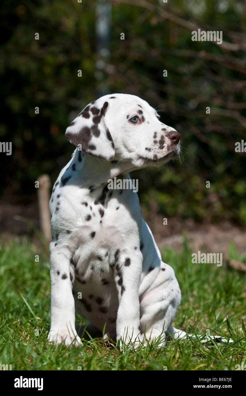 Young Dalmatian sitting on a meadow Stock Photo