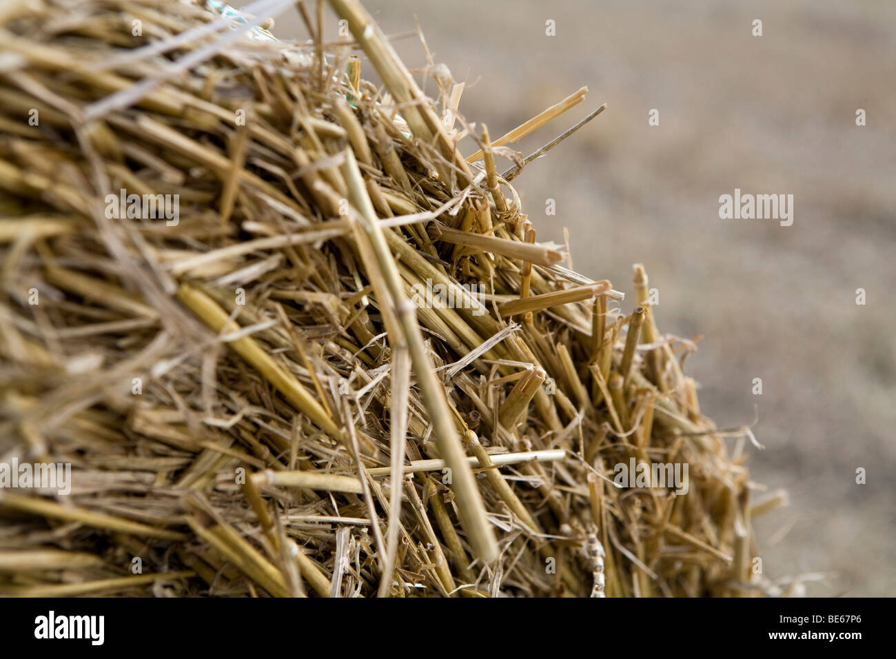 Scientists Were Stunned When This Common Hay Bale Revealed A Shocking Truth