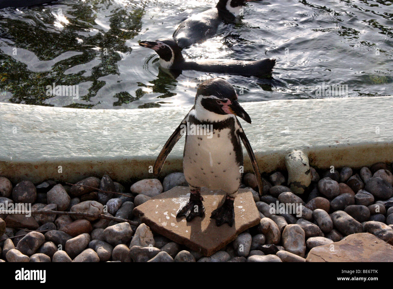 penguin Stock Photo