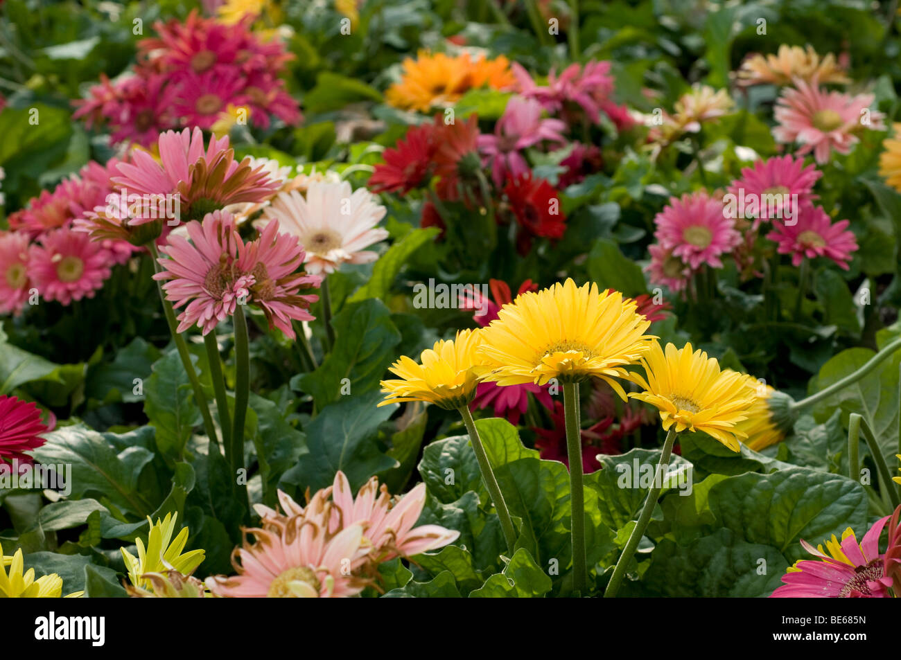 Variety of Flowers Stock Photo