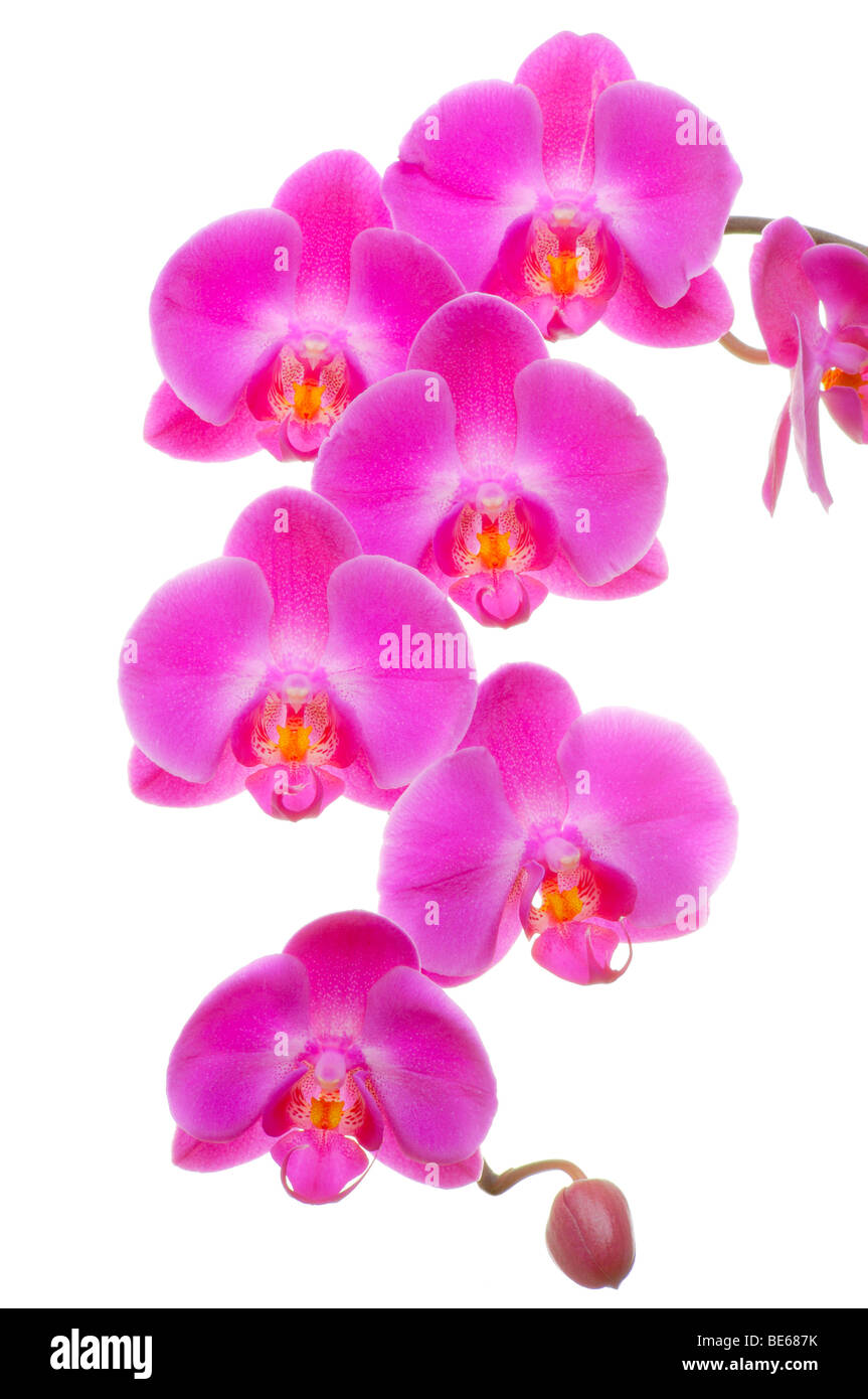 Orchid (Phalaenopsis sp.) Stock Photo