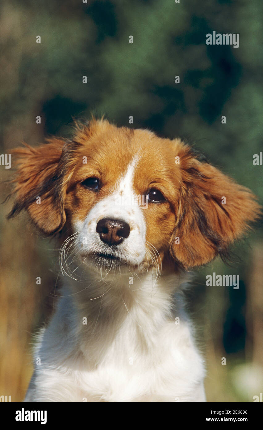 Kooikerhondje dog - puppy - portrait Stock Photo