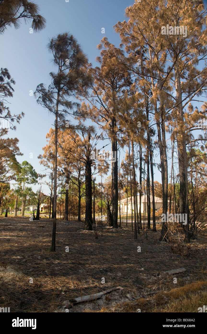 Trees Burnt by Fire Stock Photo