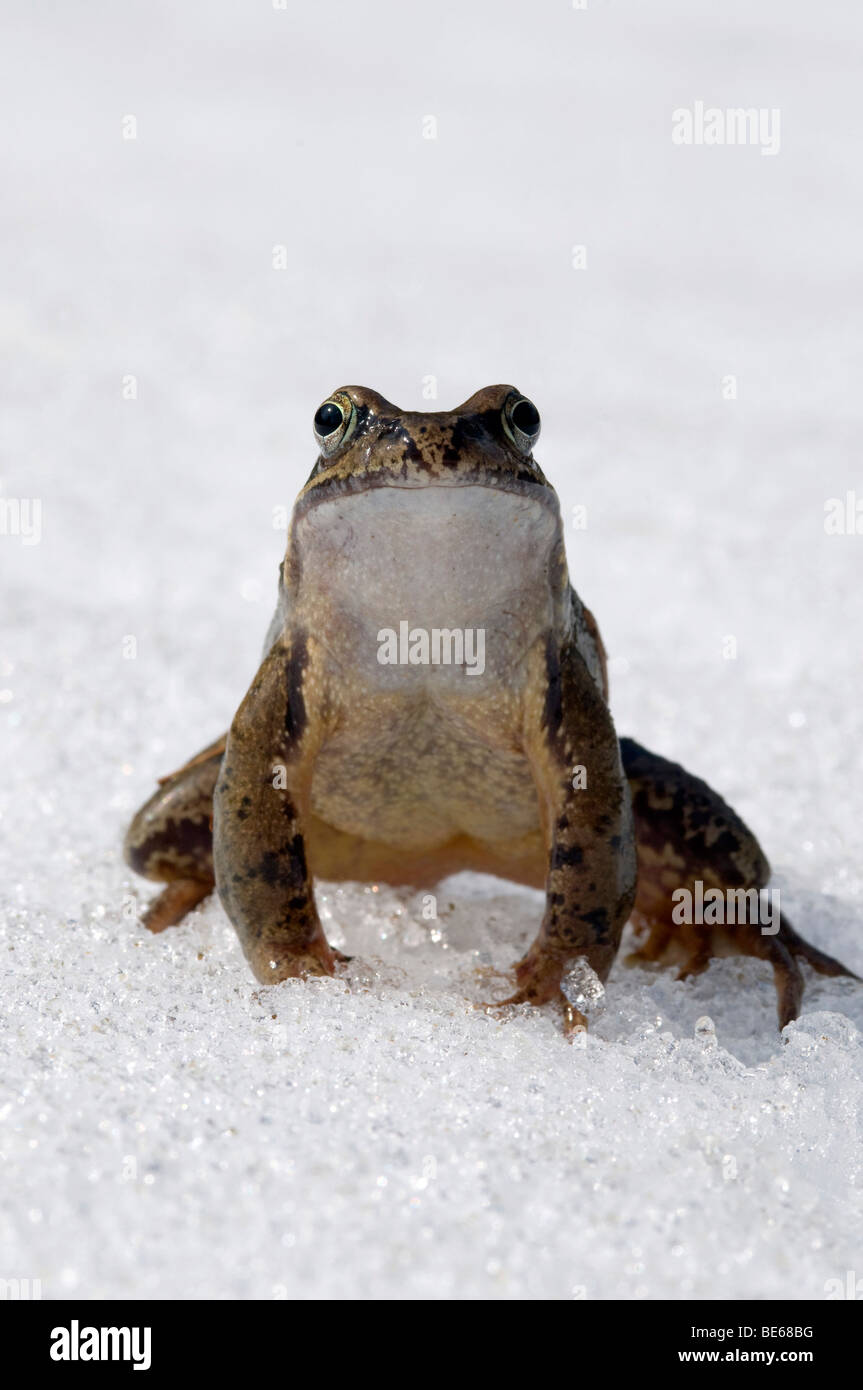 Frog (Rana temporaria), in the snow Stock Photo