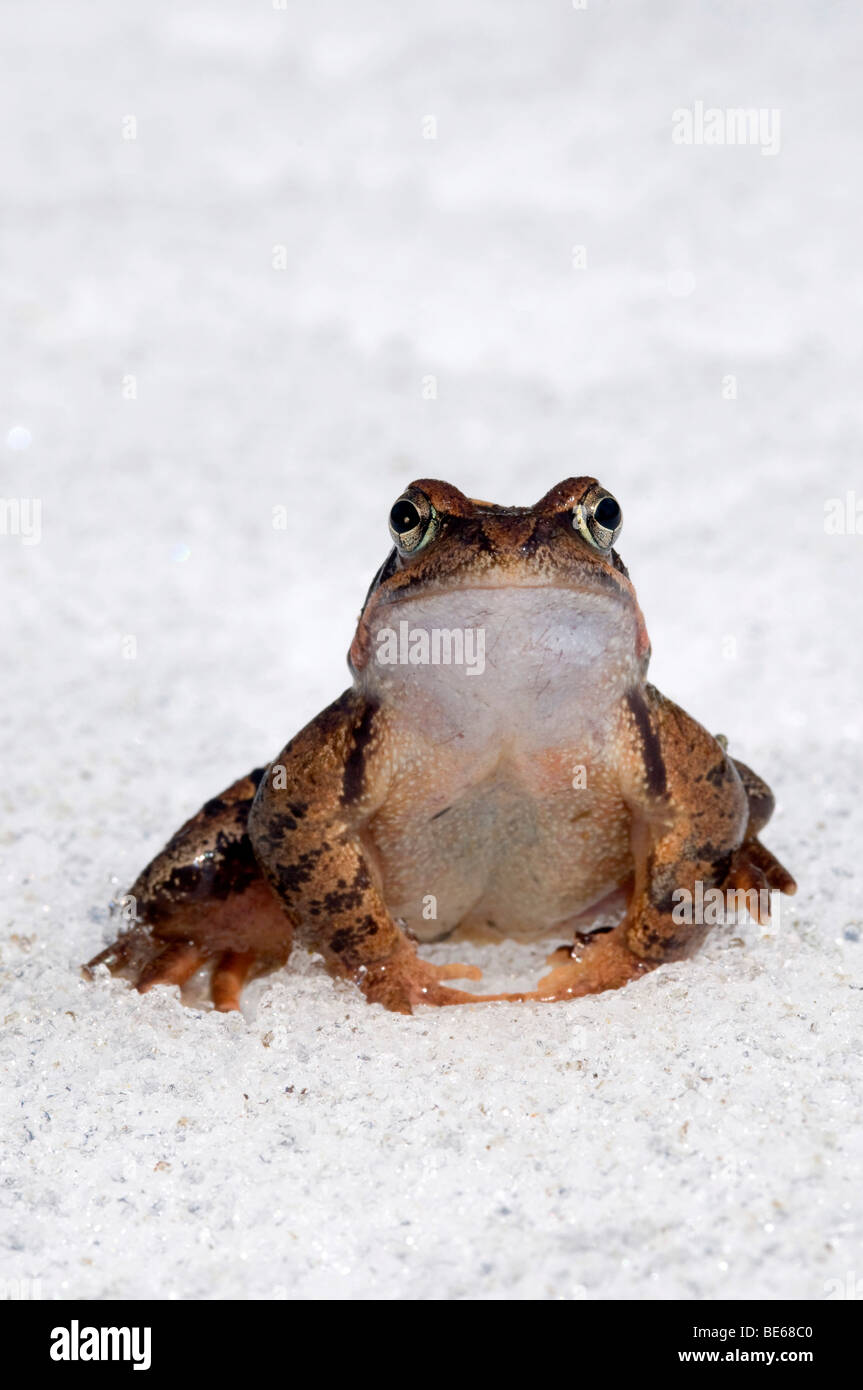 Frog In Snow Frog (Rana temporaria), in the snow Stock Photo - Alamy