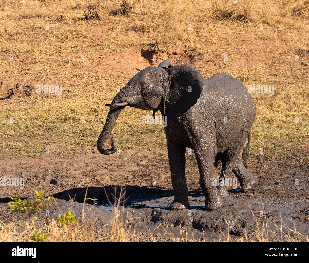 elephant mudbath Stock Photo