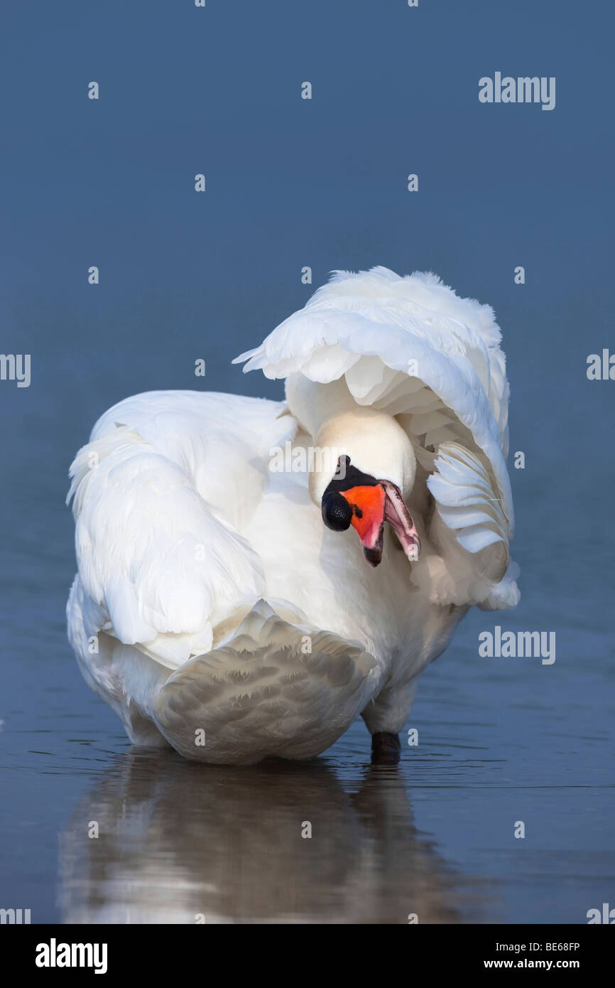 Mute Swan (Cygnus olor), male preening. Stock Photo
