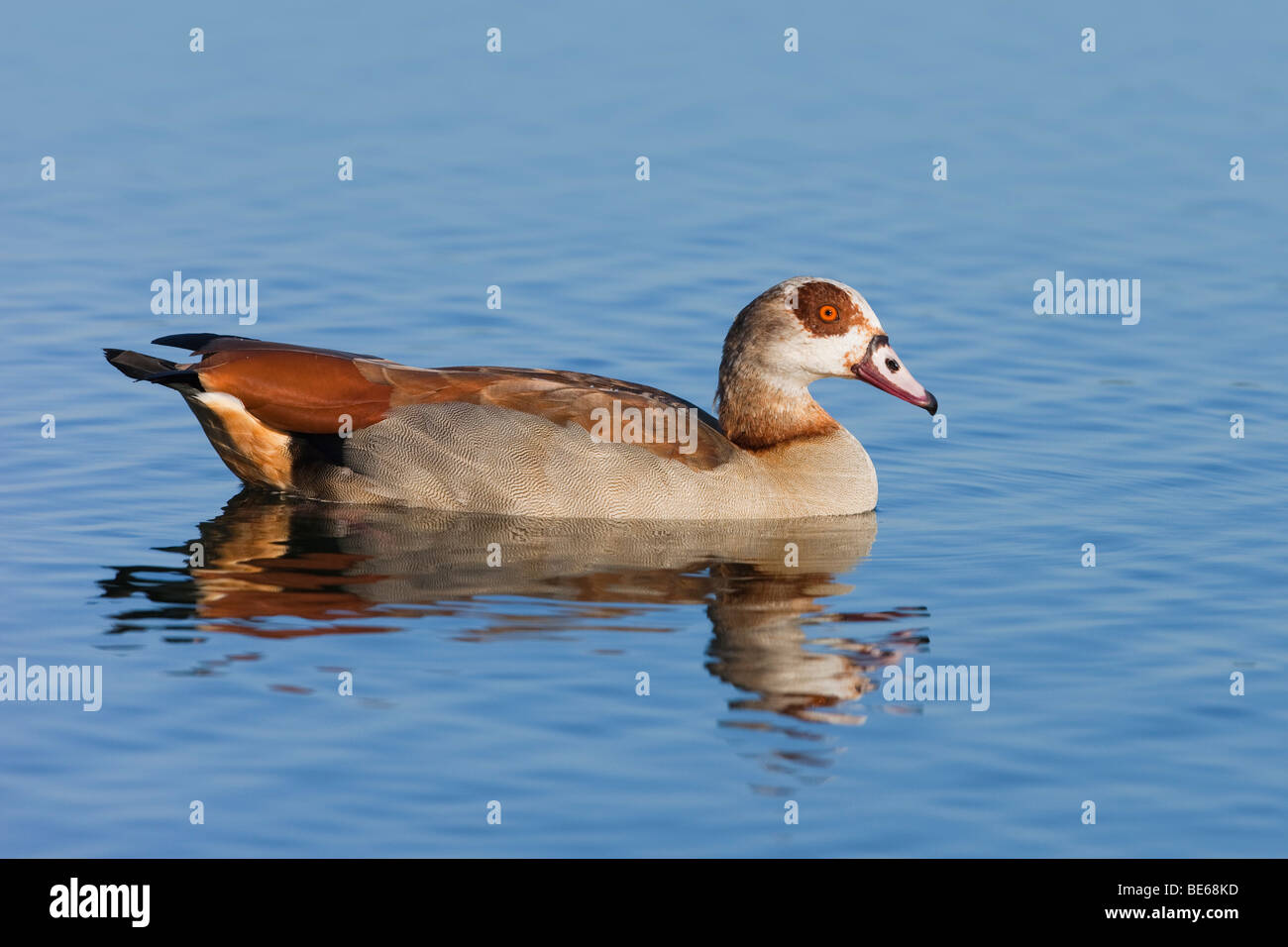 Water bird goose hi-res stock photography and images - Alamy