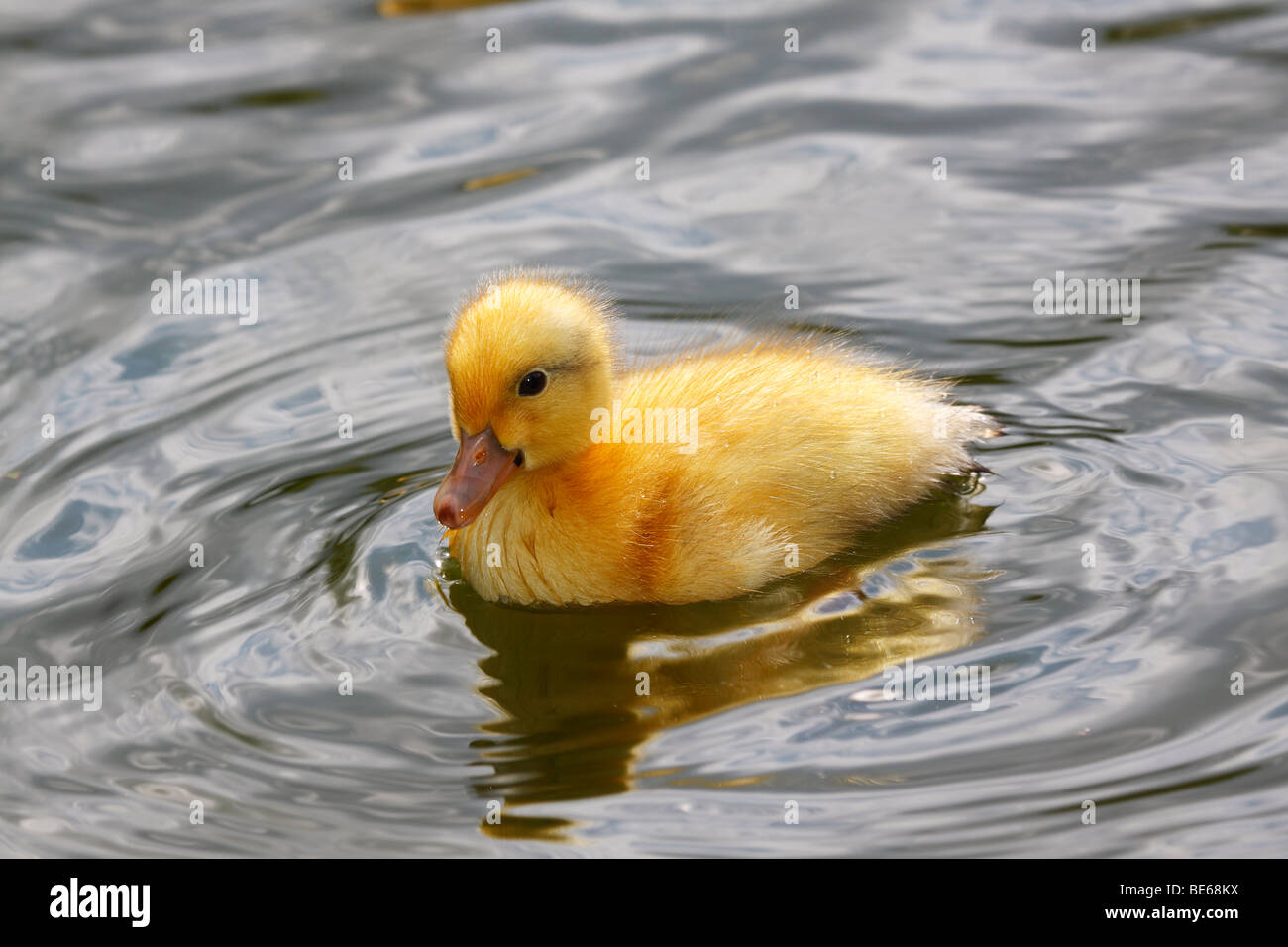 Mallard duck chick hi-res stock photography and images - Alamy