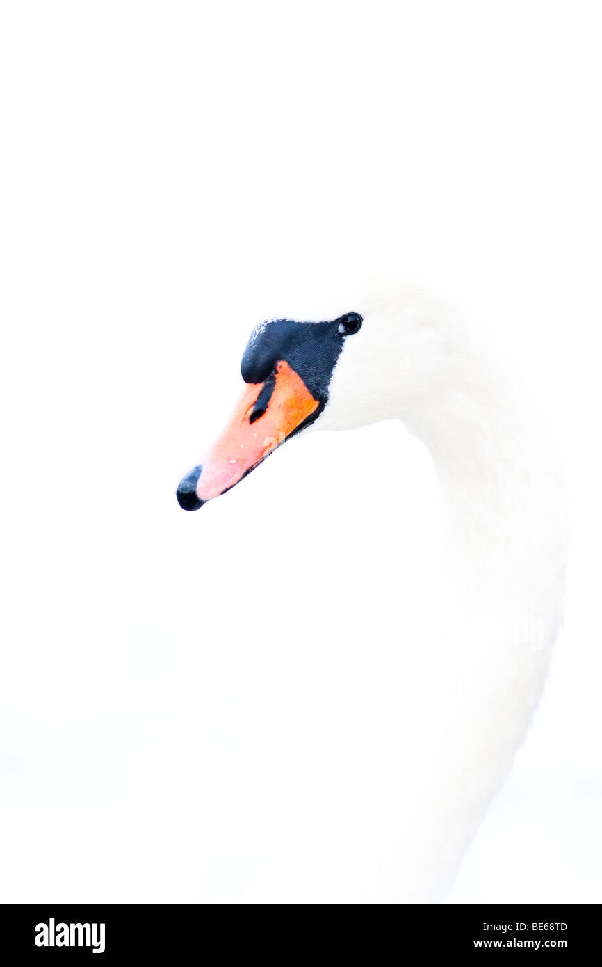 Mute swan portrait Stock Photo