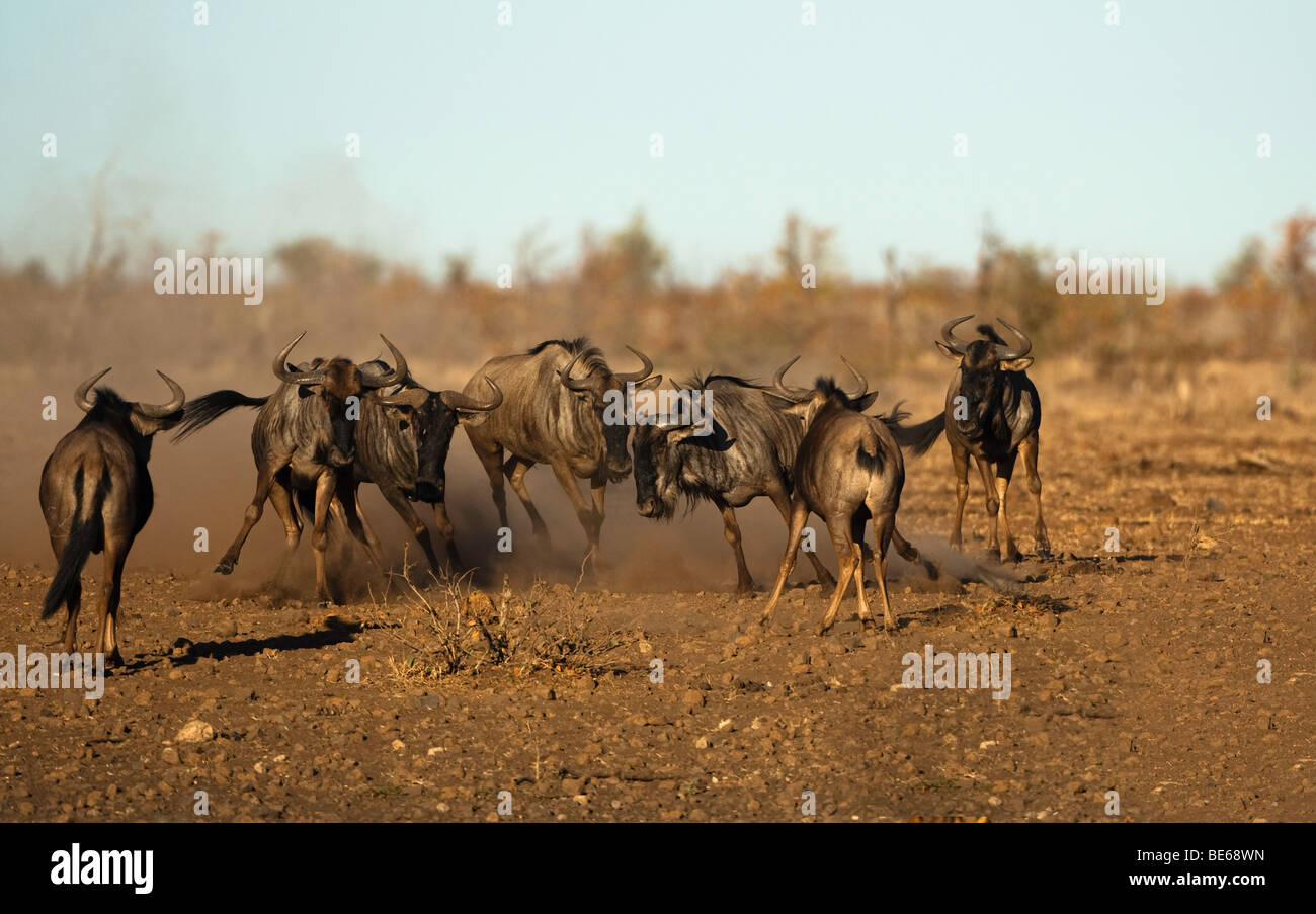 blue wildebeest stampede Stock Photo