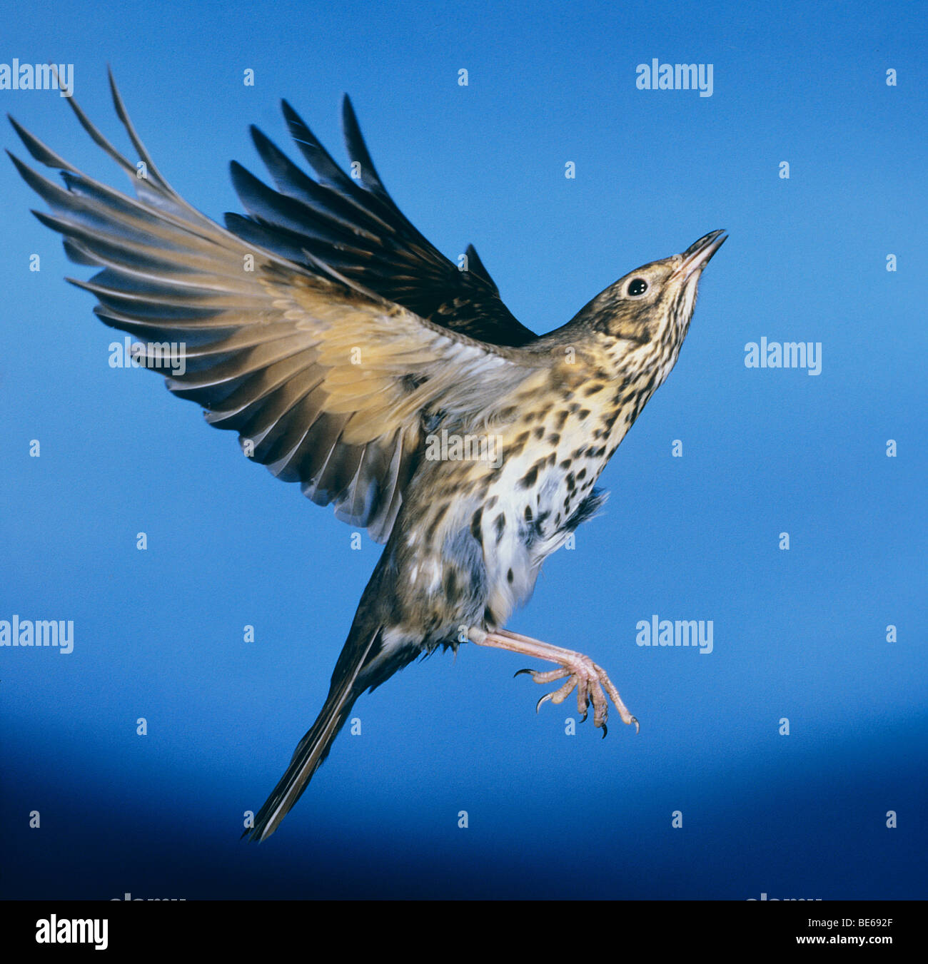 Song Thrush Flying Stock Photos & Song Thrush Flying Stock Images - Alamy