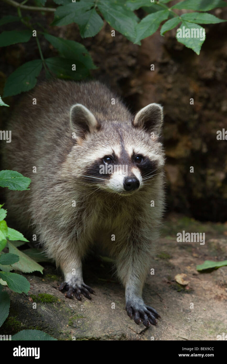 Raccoon (Procyon lotor), standing. Stock Photo