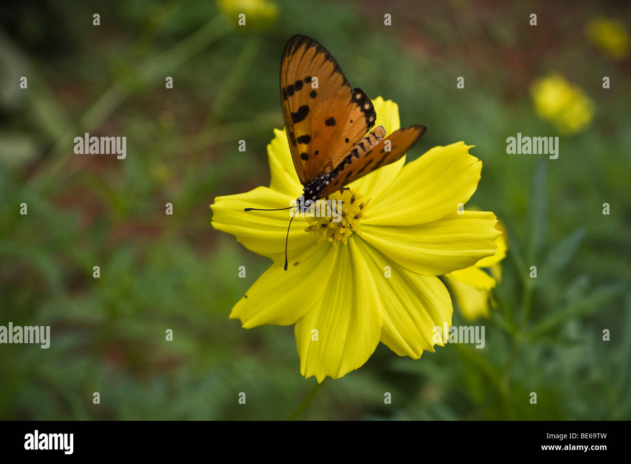 A butterfly sitting on a flower Stock Photo