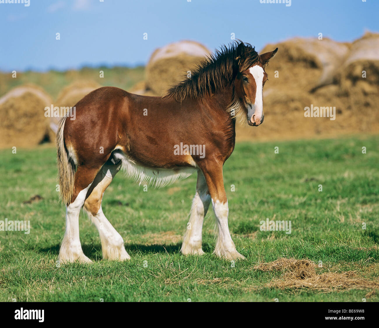 Shire horse - foal standing on meadow Stock Photo
