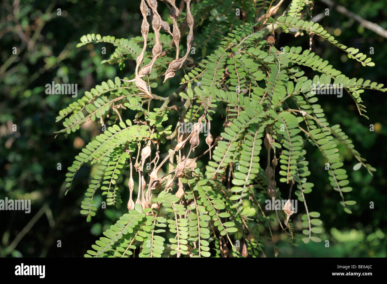 Seed pods of native evergreen NZ South Island Kowhai, New Zealand Stock Photo