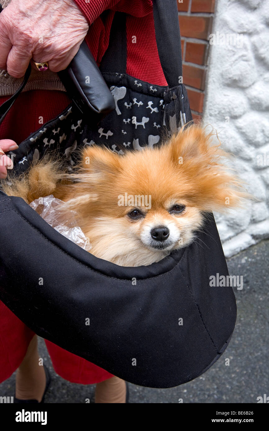 Pomeranian dog being carried by elderly woman in Bergen, Norway. Stock Photo
