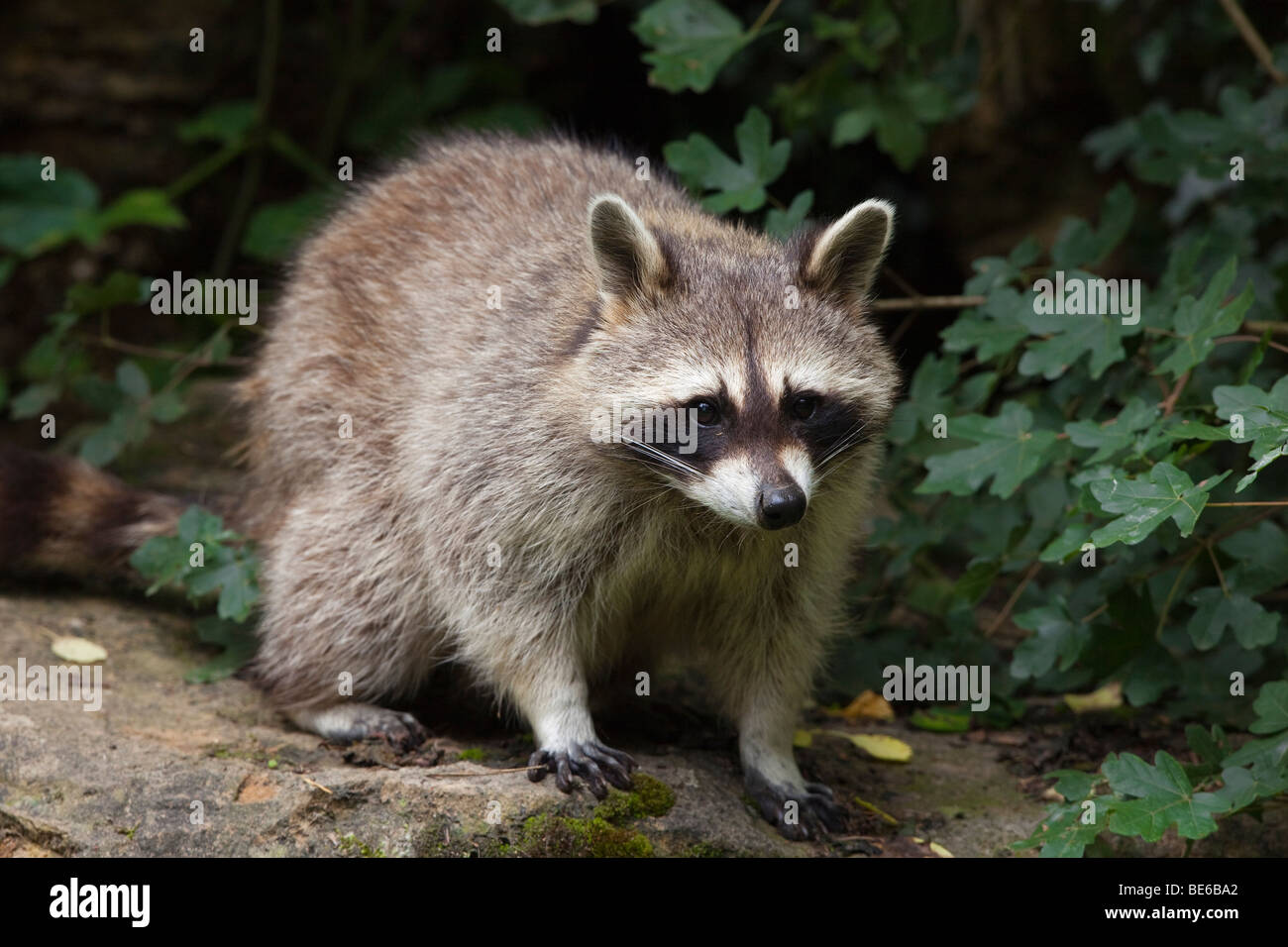 Raccoon (Procyon lotor), standing. Stock Photo