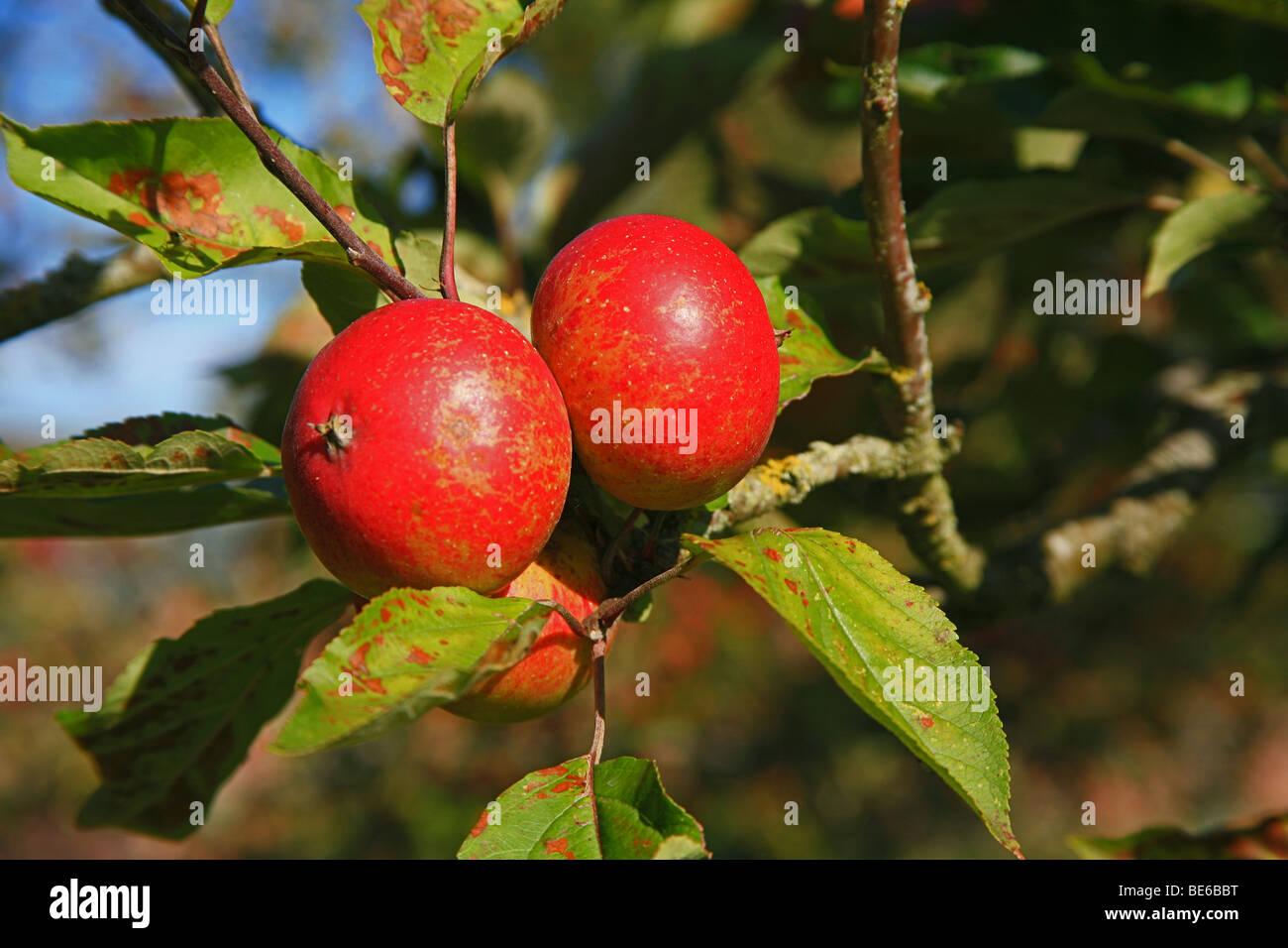 Cider apple orchard uk hires stock photography and images Alamy