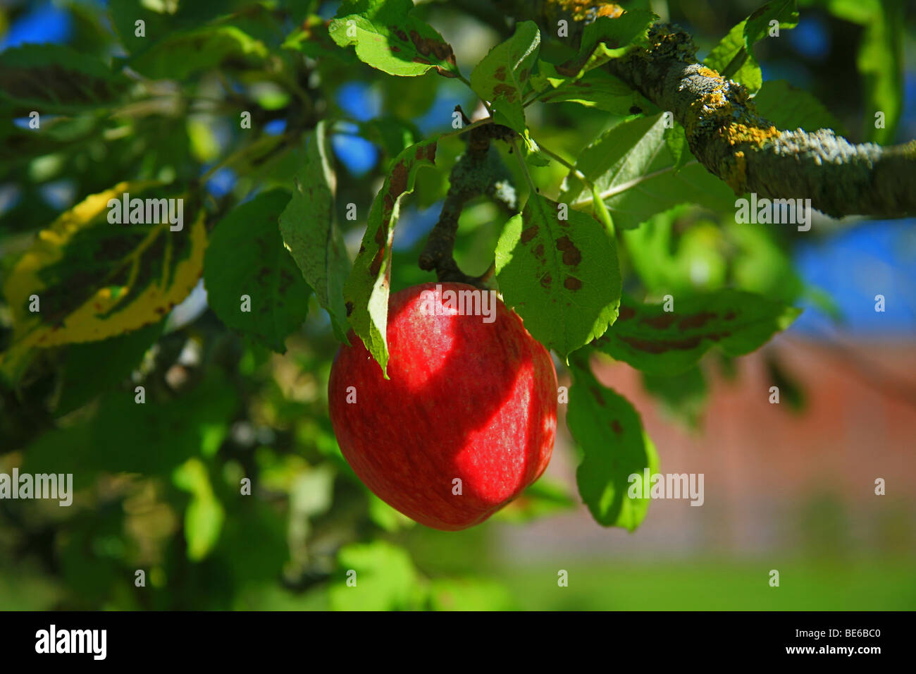Cider apple orchard uk hires stock photography and images Alamy