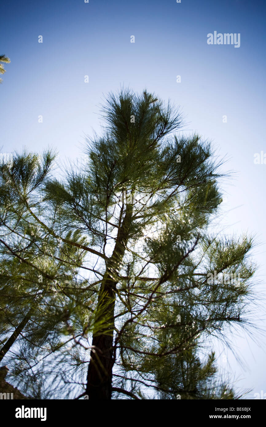 pine tree Stock Photo