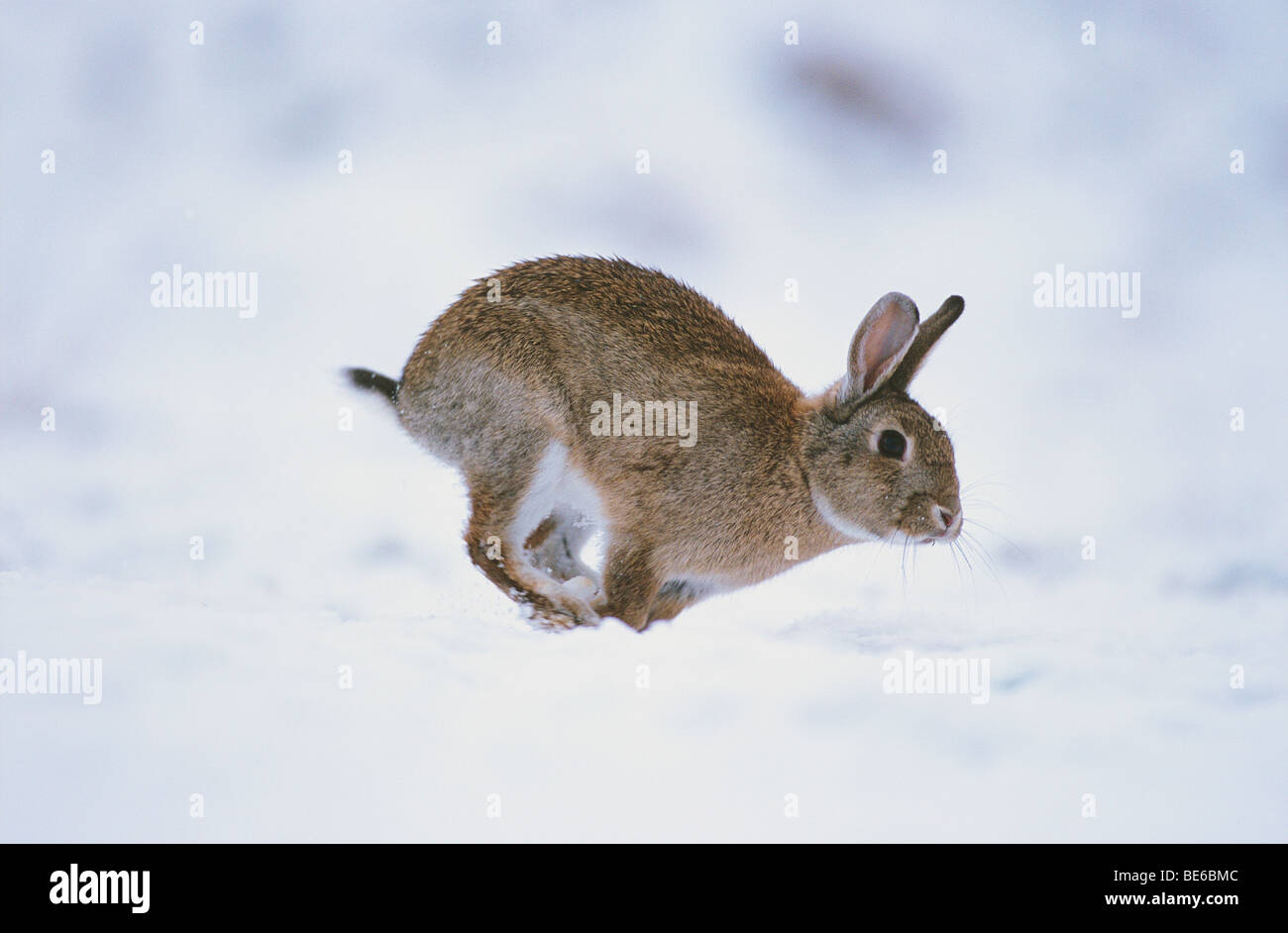 European rabbit running in the snow / Oryctolagus cuniculus Stock