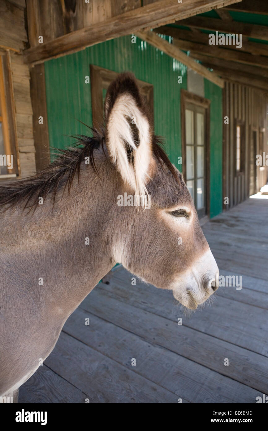 Old western town of Oatman, California along classic Route 66. Stock Photo