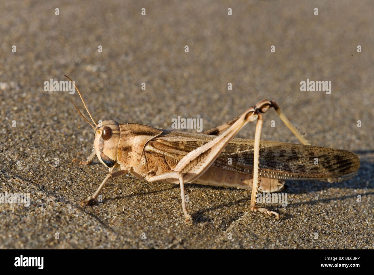 Migratory Locust (Locusta migratoria) Stock Photo