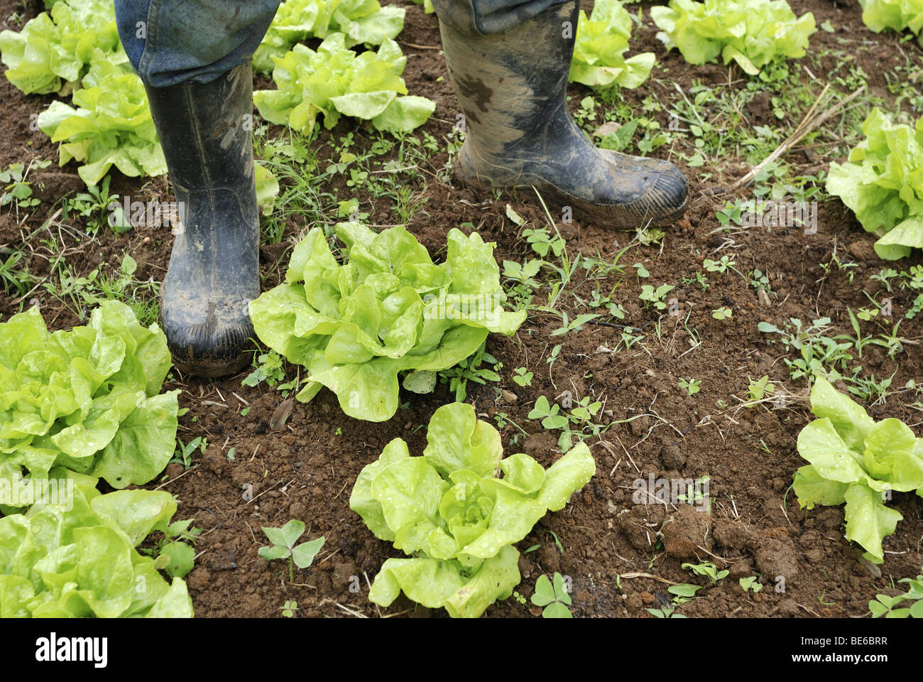 Organic rubber boots deals