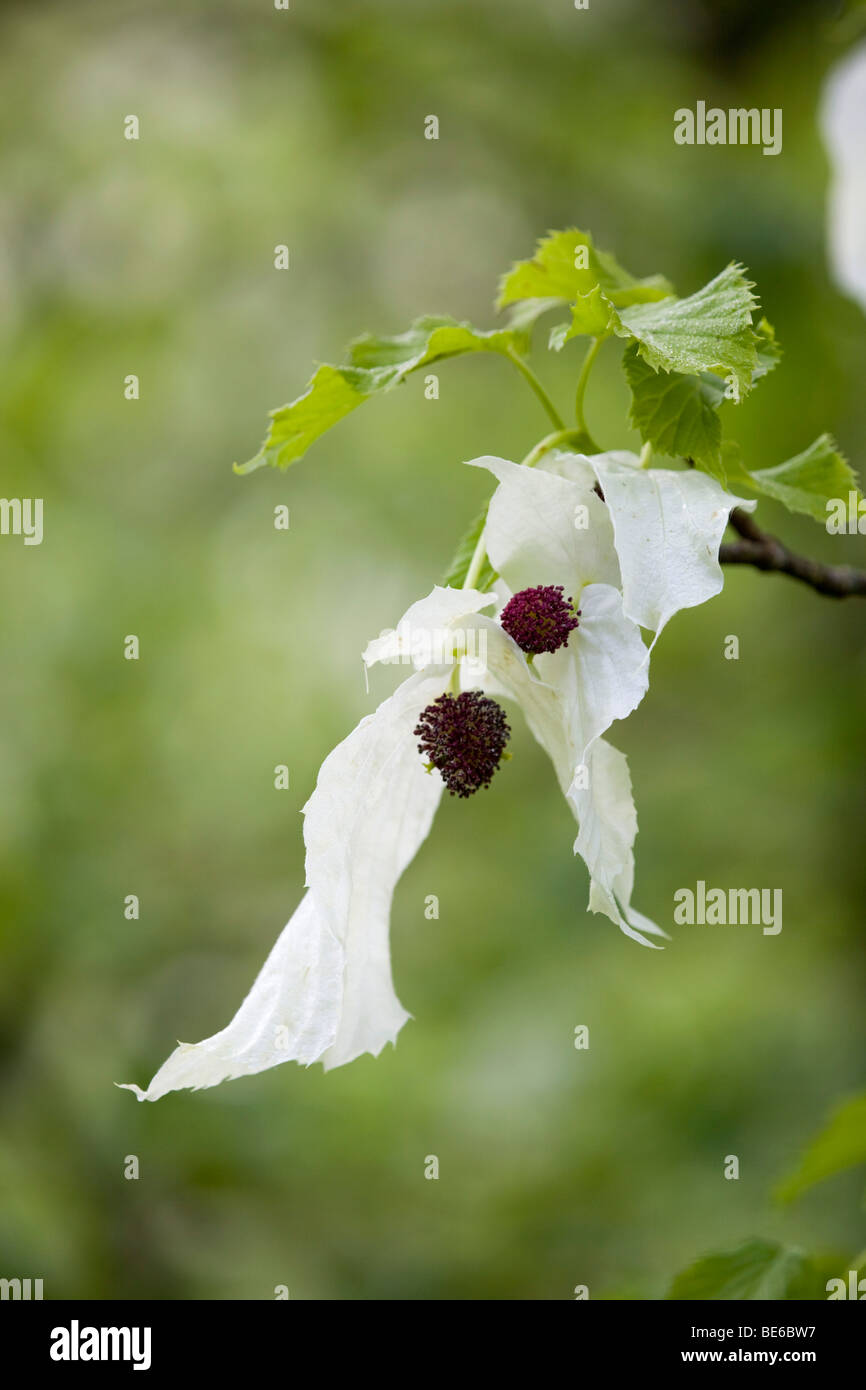 trebah gardens; cornwall; handkerchief tree in flower Stock Photo